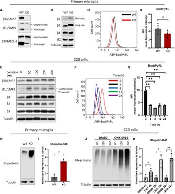 Immunoproteasomes control activation of innate immune signaling and microglial function